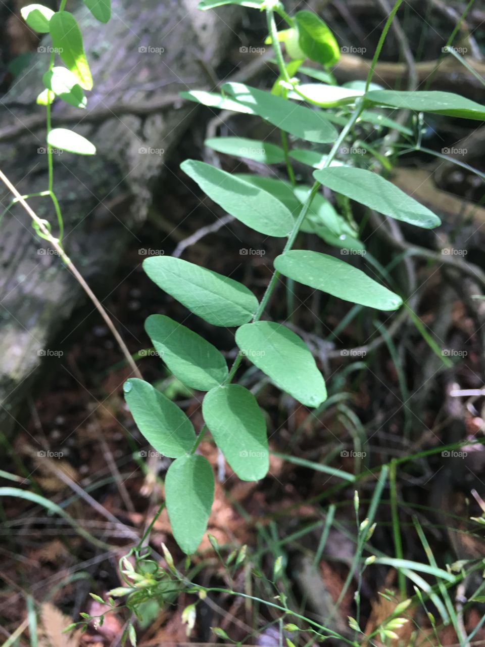 Leaf, Flora, Nature, Growth, Summer