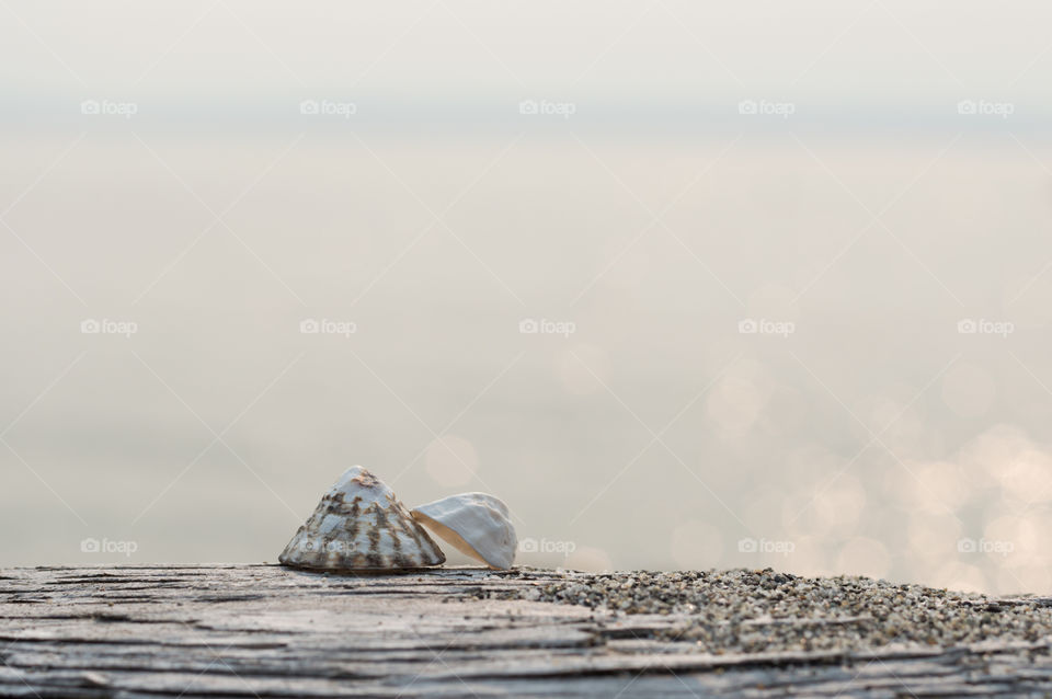 Sea shells in the sunlight . I wandered down to the beach to take photos. These shells were sitting like this on the driftwood log.