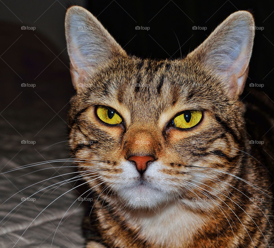 close cats mammals eyes by delvec