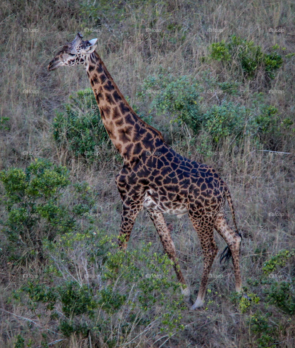 Giraffes on the run in the Masai Mara