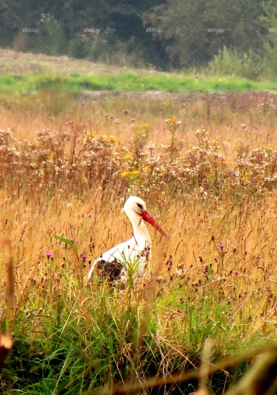 stork