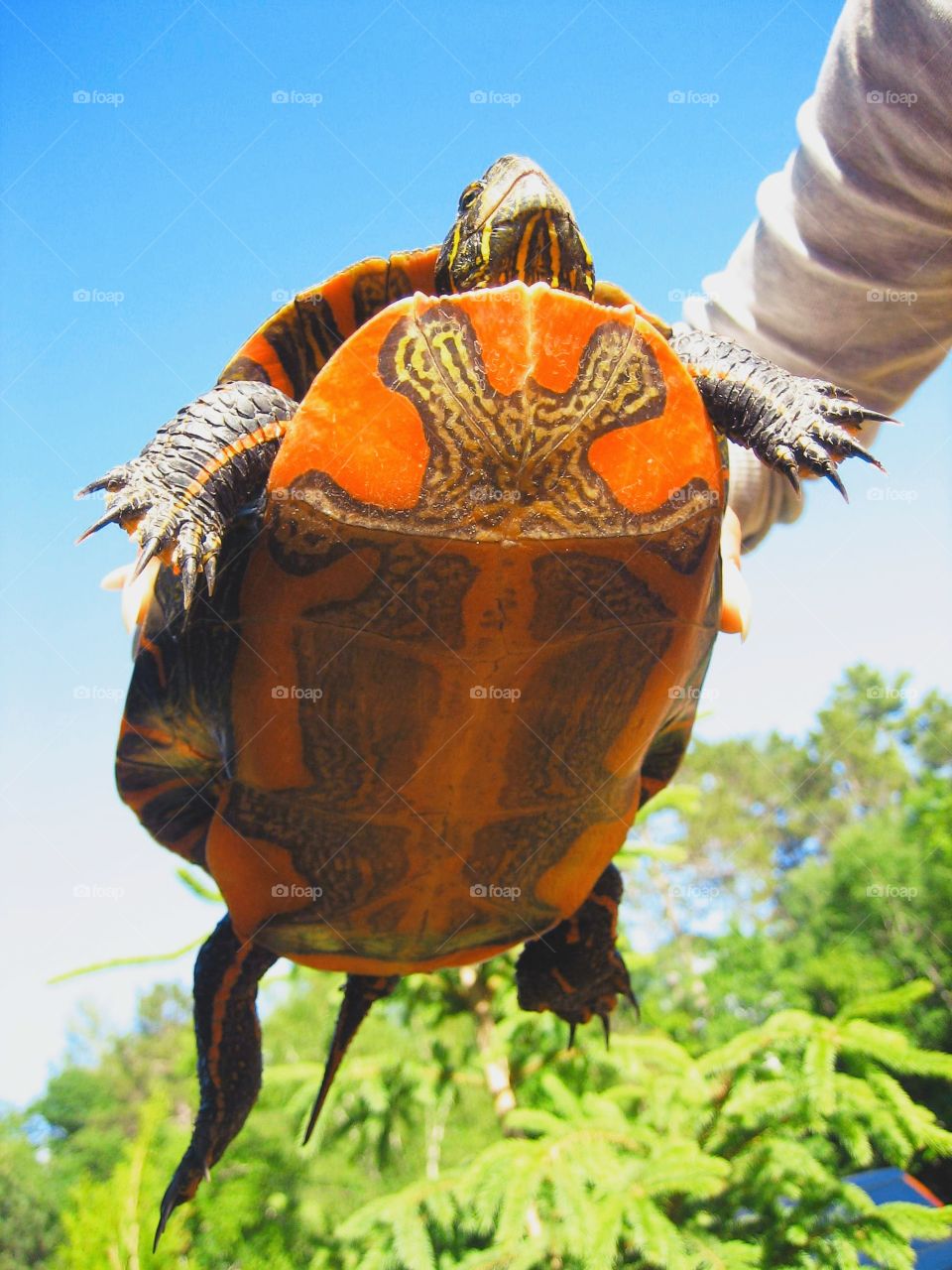 Ever wondering how the turtle's belly looks like?