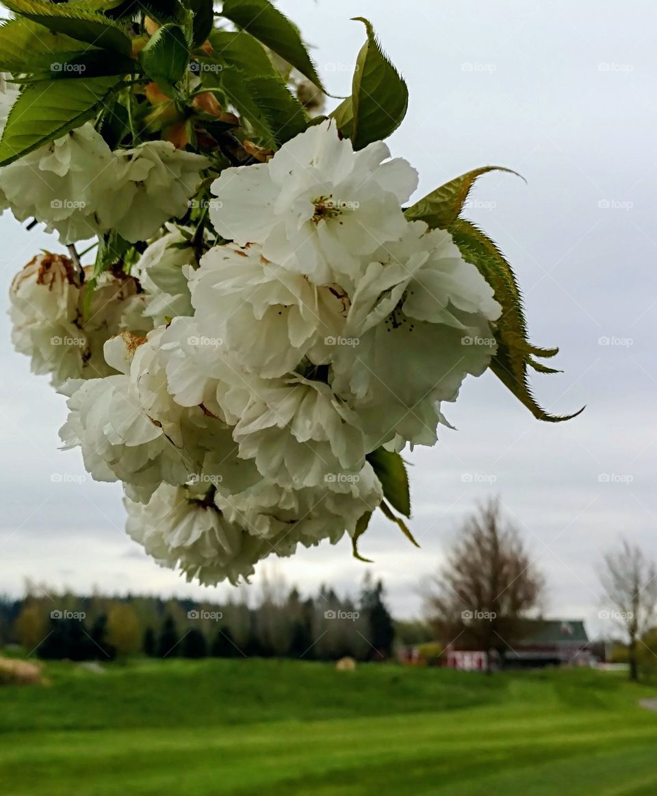 Spring blooms on a cloudy day.