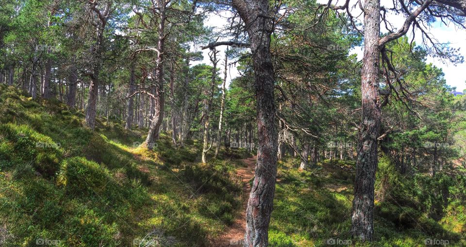 Footpath through woodland