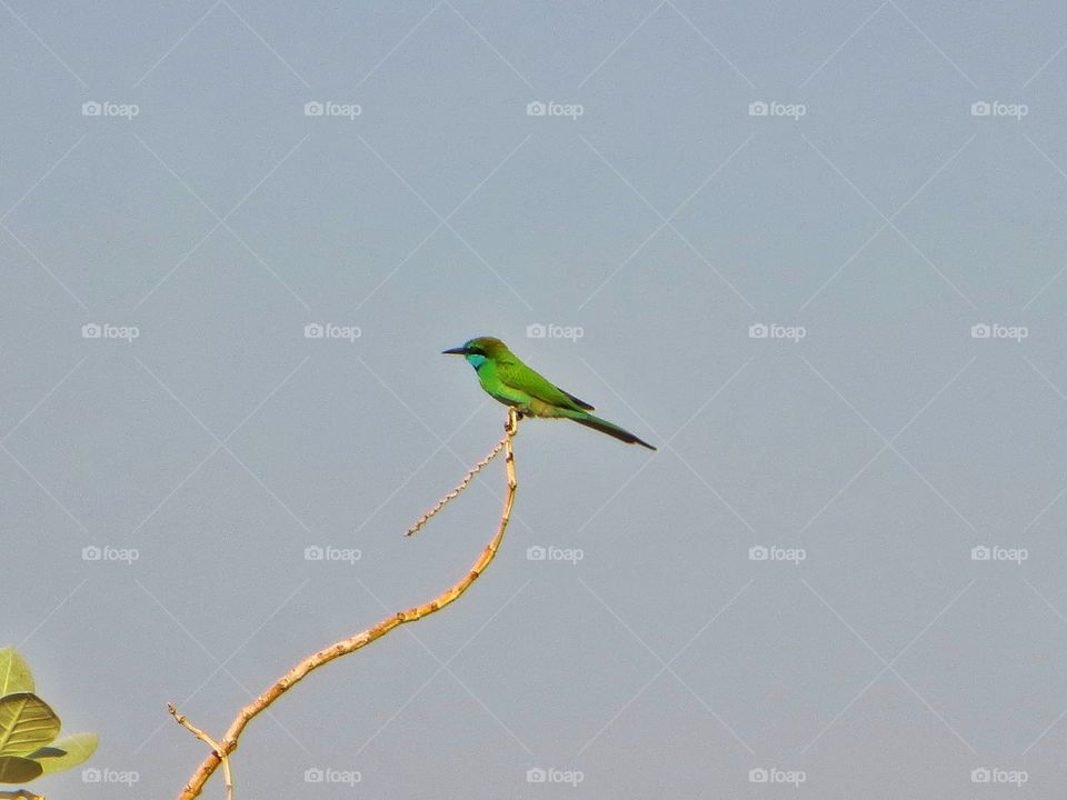 Green bee-eater