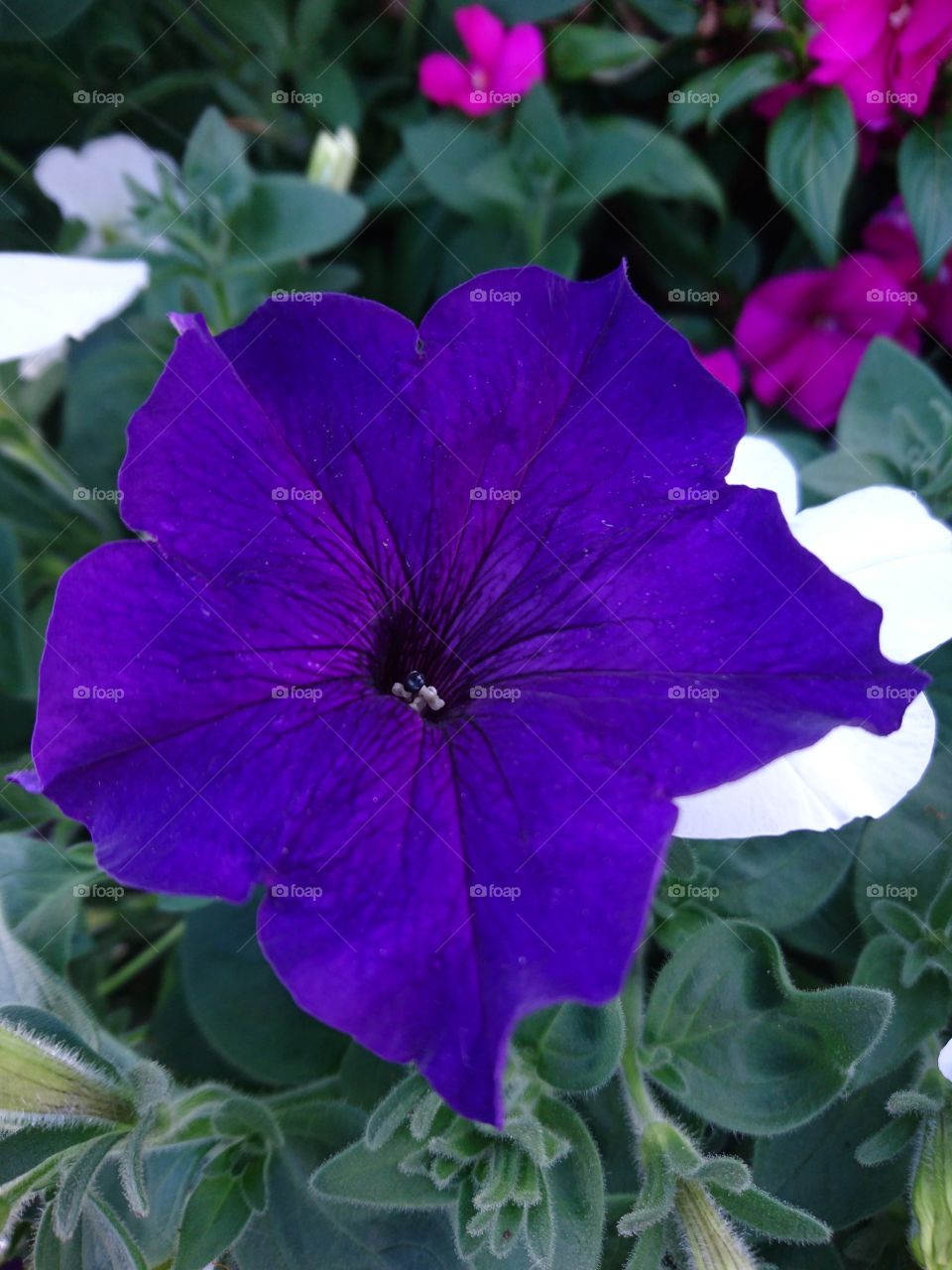 Purple flower from Fagersta😍