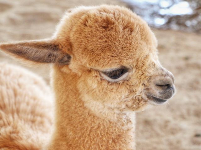 Close-up of alpaca