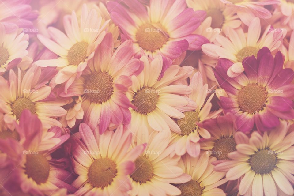 Cheerful yellow and pink daisies