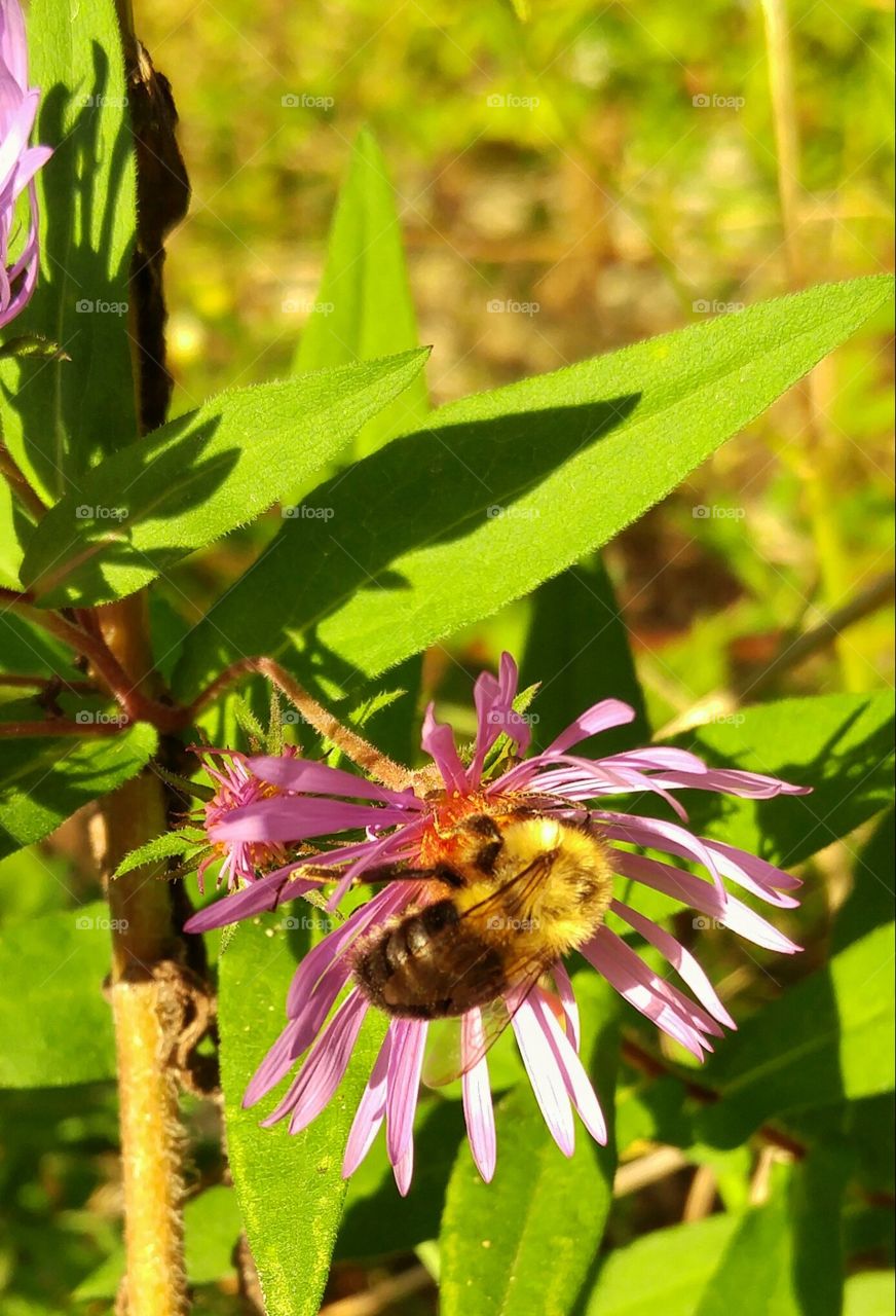 Up close with a pollinating bee
