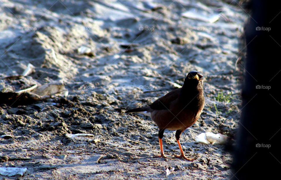 The bird is watching me