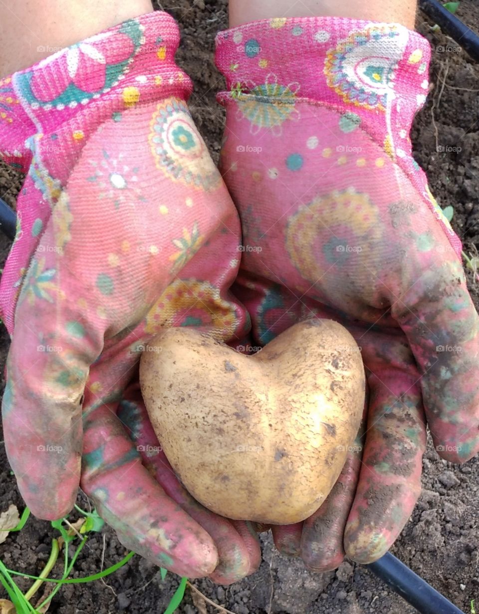 Heart shaped potato in garden gloves