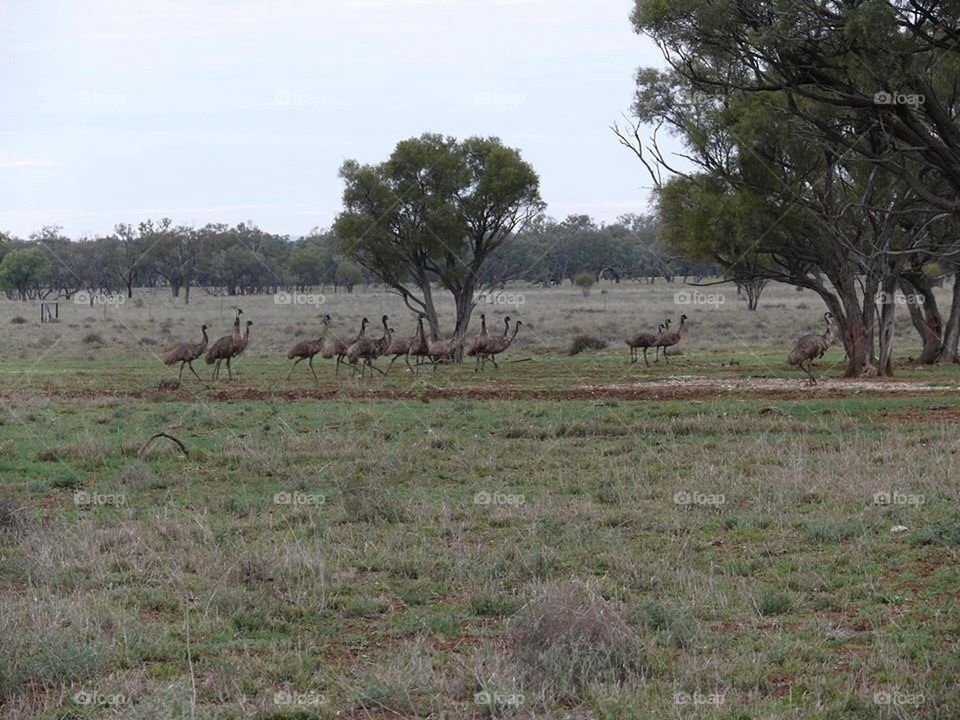 Emus in the bush