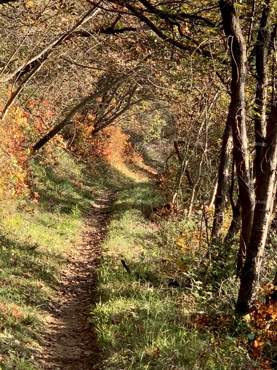 Walking on a single track trail through the woods