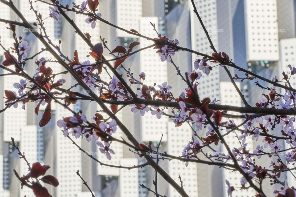 Cherry tree in the city