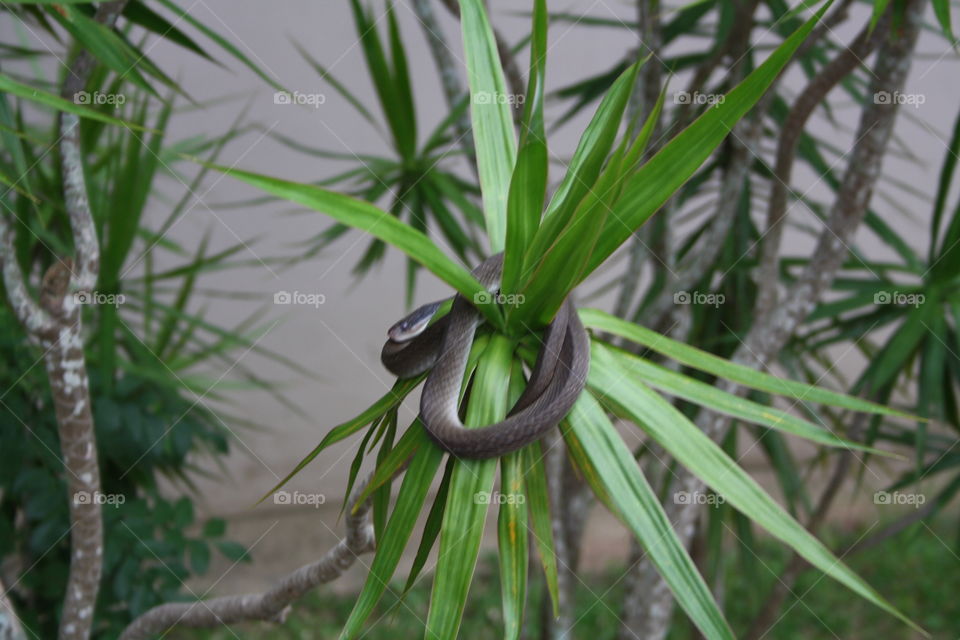 Snake in tree