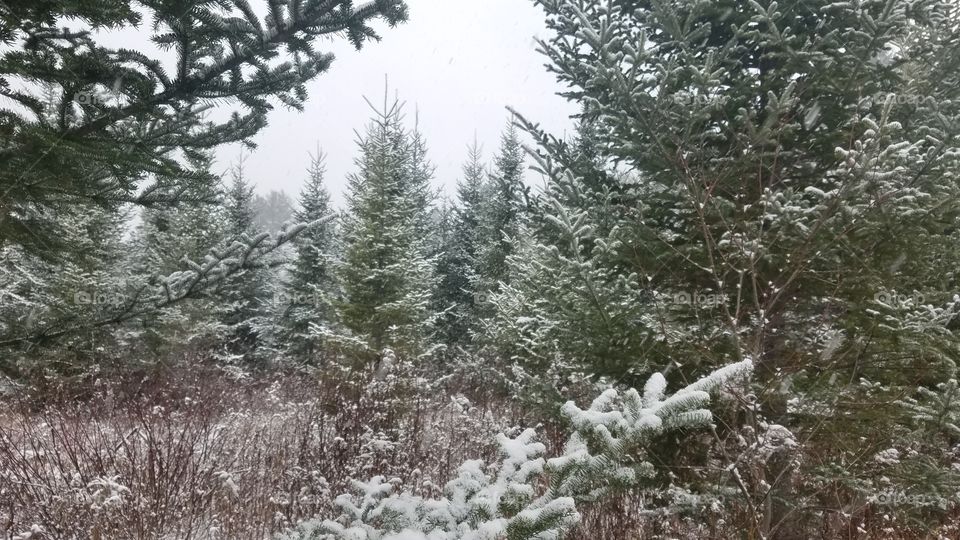 Winter, Frost, Snow, Tree, Season