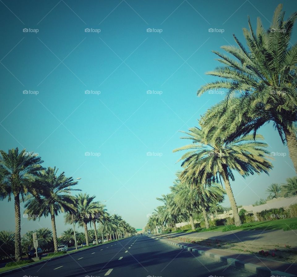 Palm tree-lined street