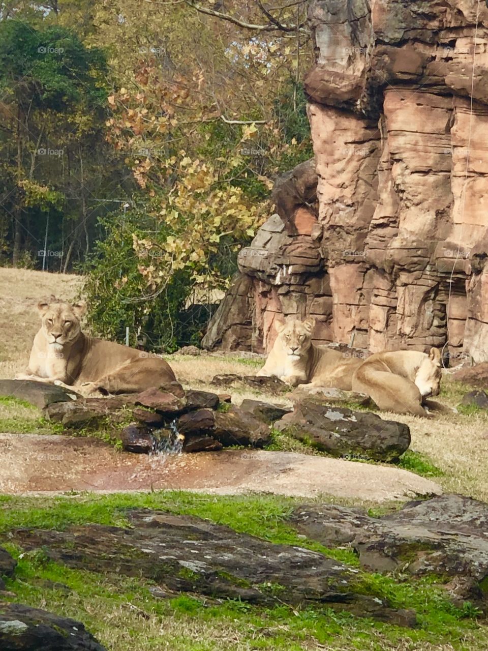 Animals at the zoo