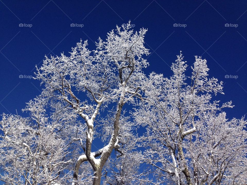 An icy tree and blue sky atop Belleayre mountain in the Catskill