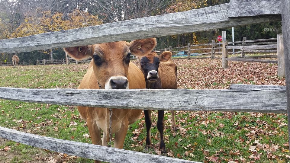 Farm Animals in Woodstock, Vermont