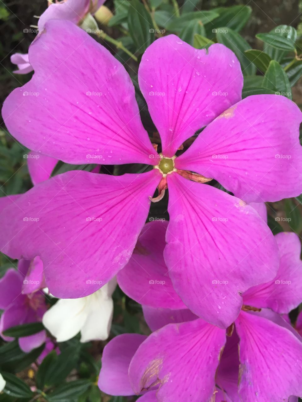 Flores do nosso jardim, colorindo o dia!