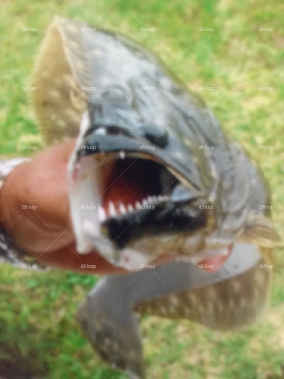 flounder mouth