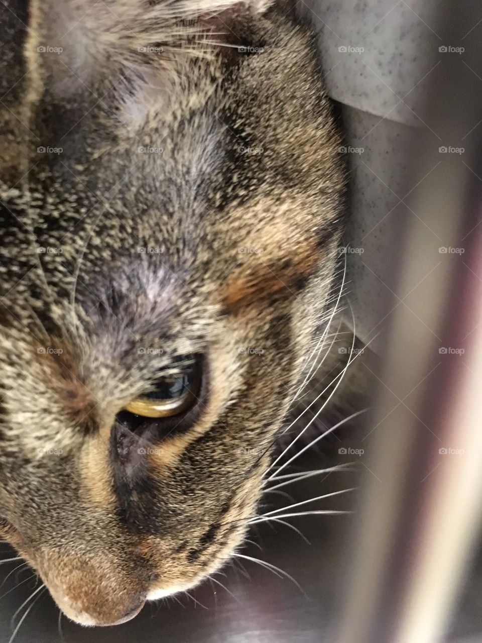 Cats for adoption at PetSmart 