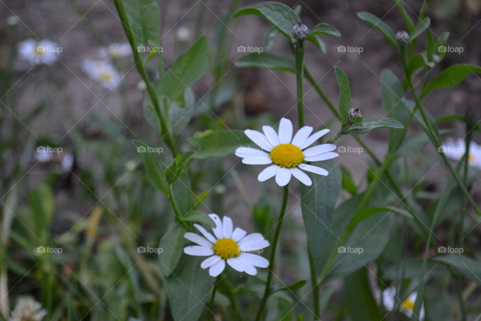 white flowers