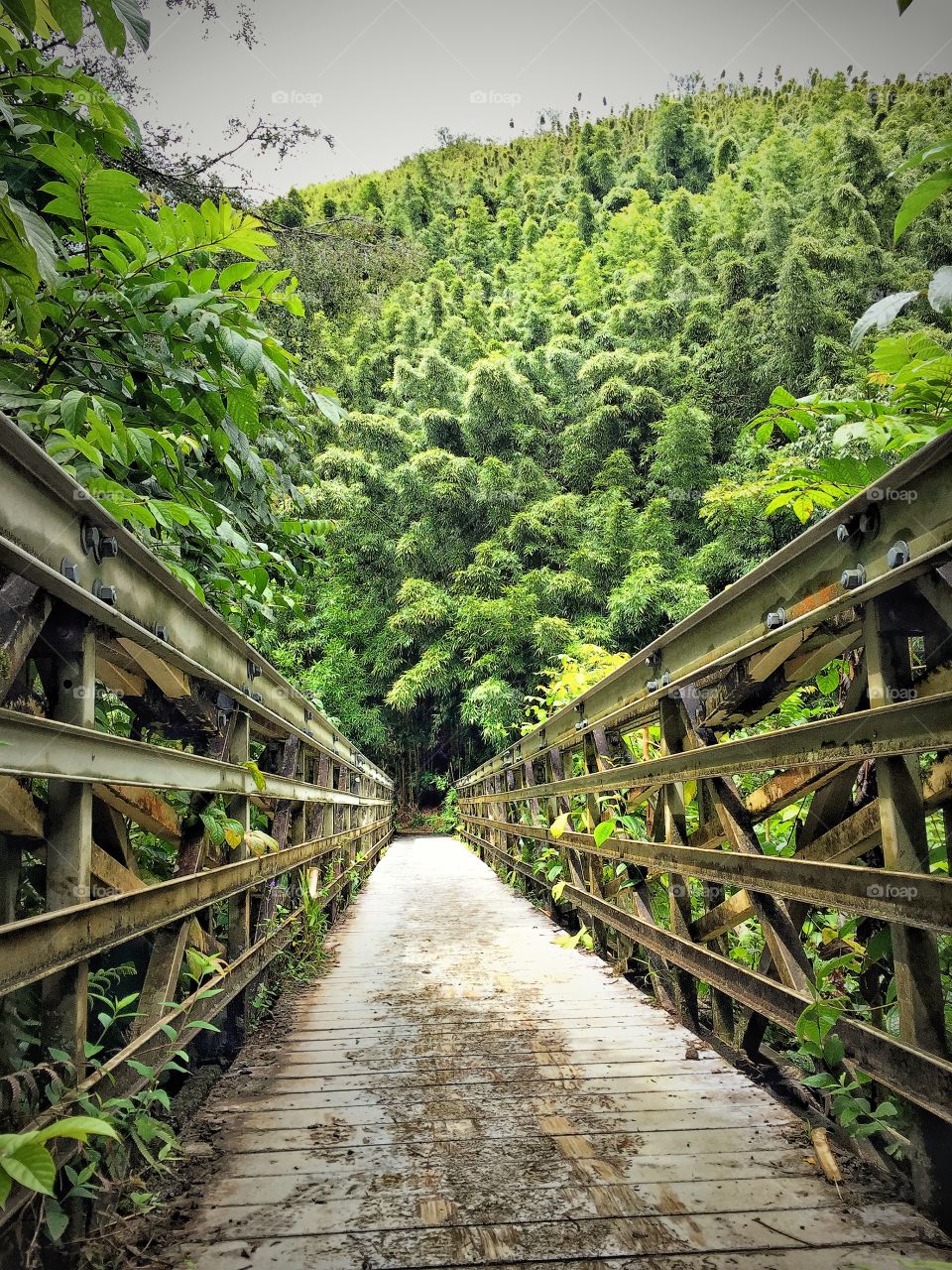 Bamboo bridge