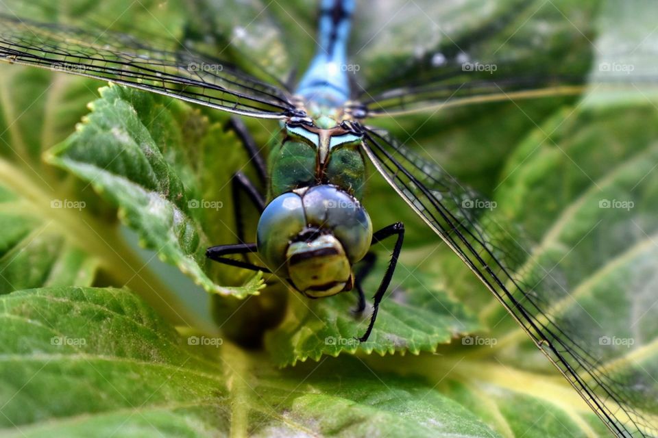 Blue dragonfly