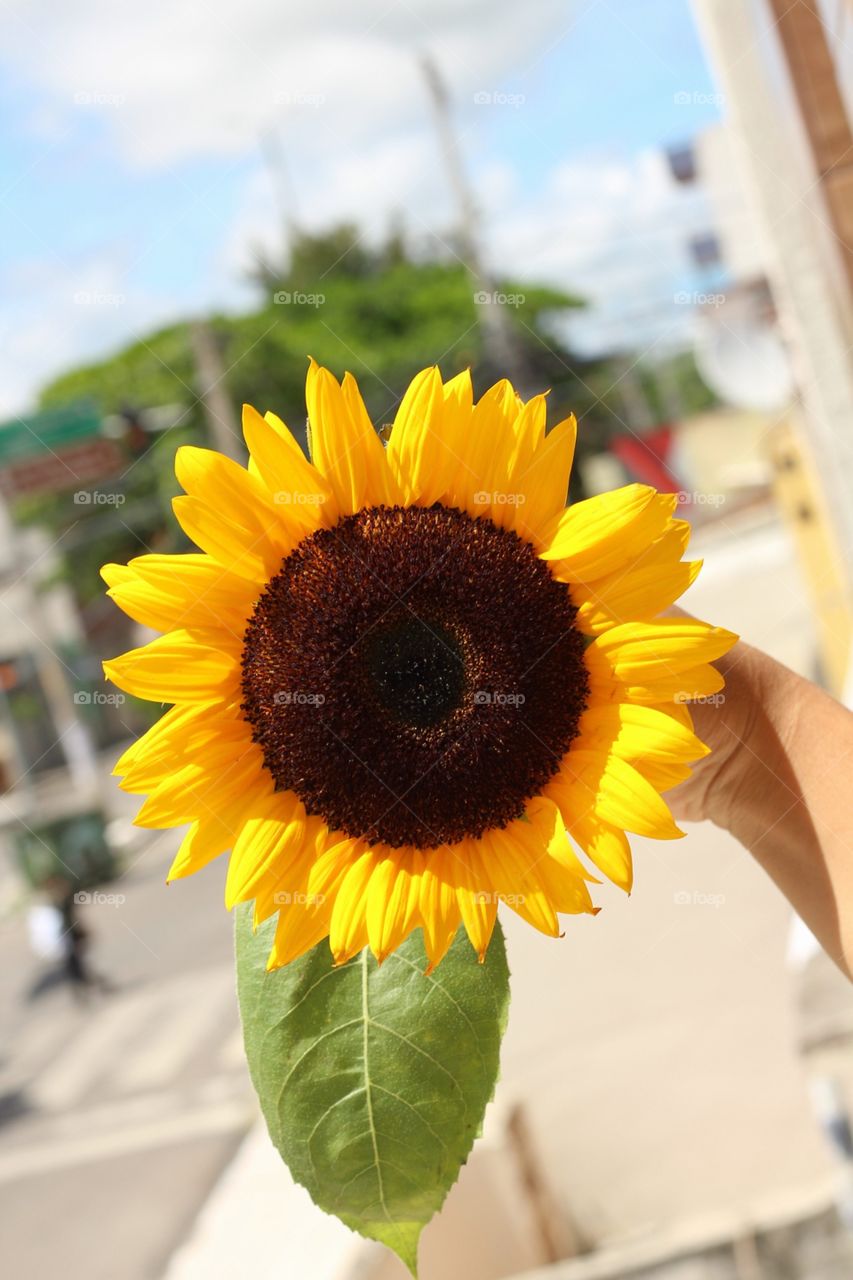 beautiful sunflower, the flower of love