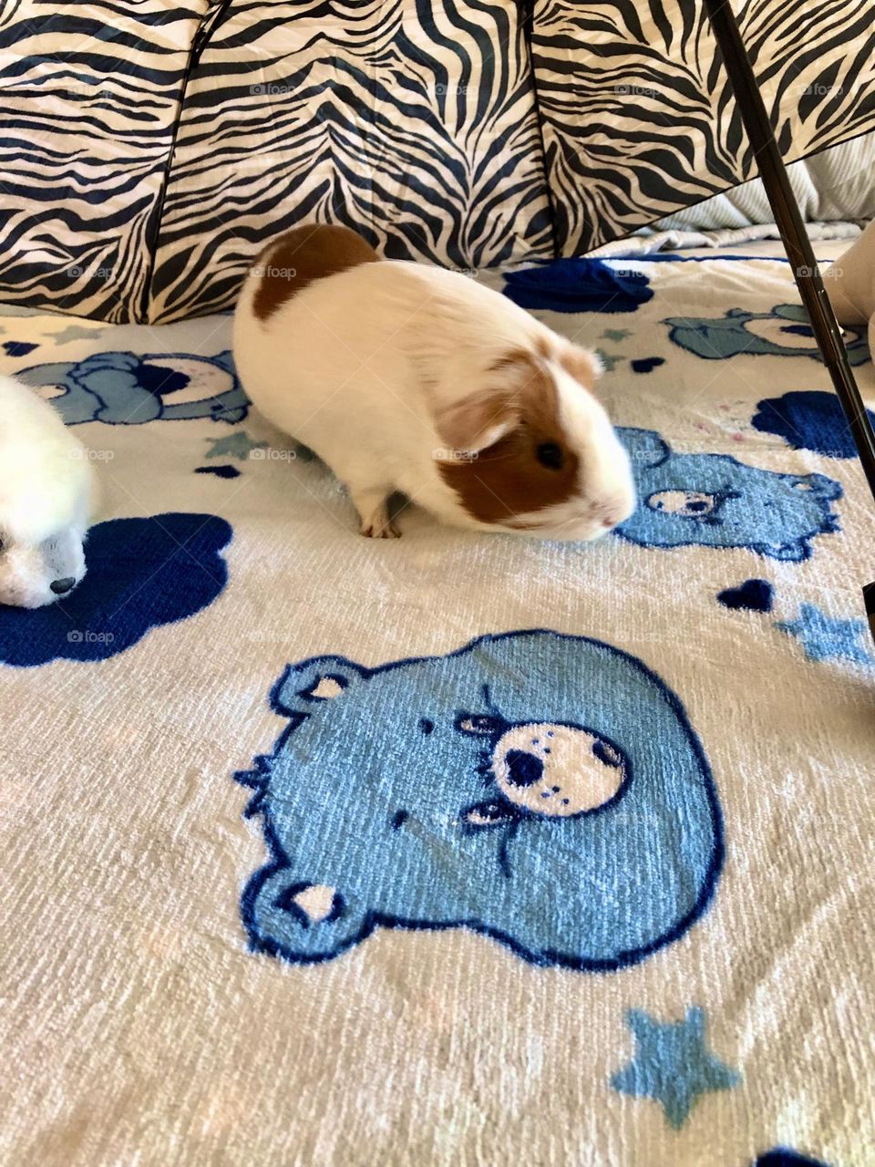 Nicky baby it’s play time / adorable Guinea pig 