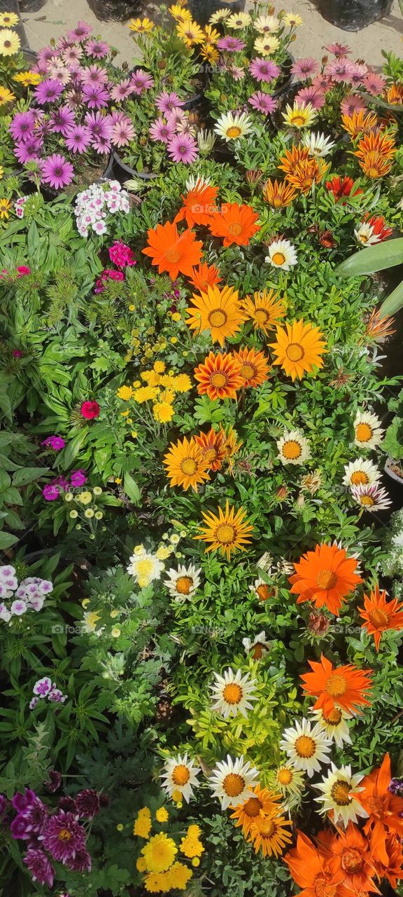 Natural flowers in multiple colors of indescribable beauty