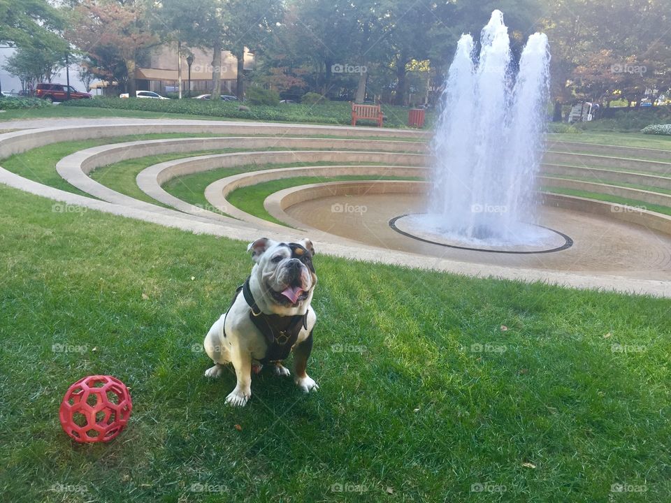 Gunner Bulldog in Park Atlanta with red ball