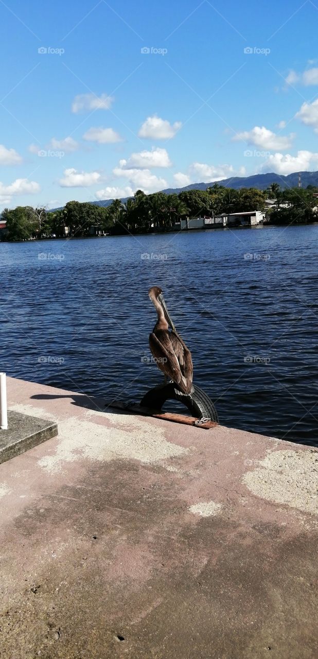nice pelican