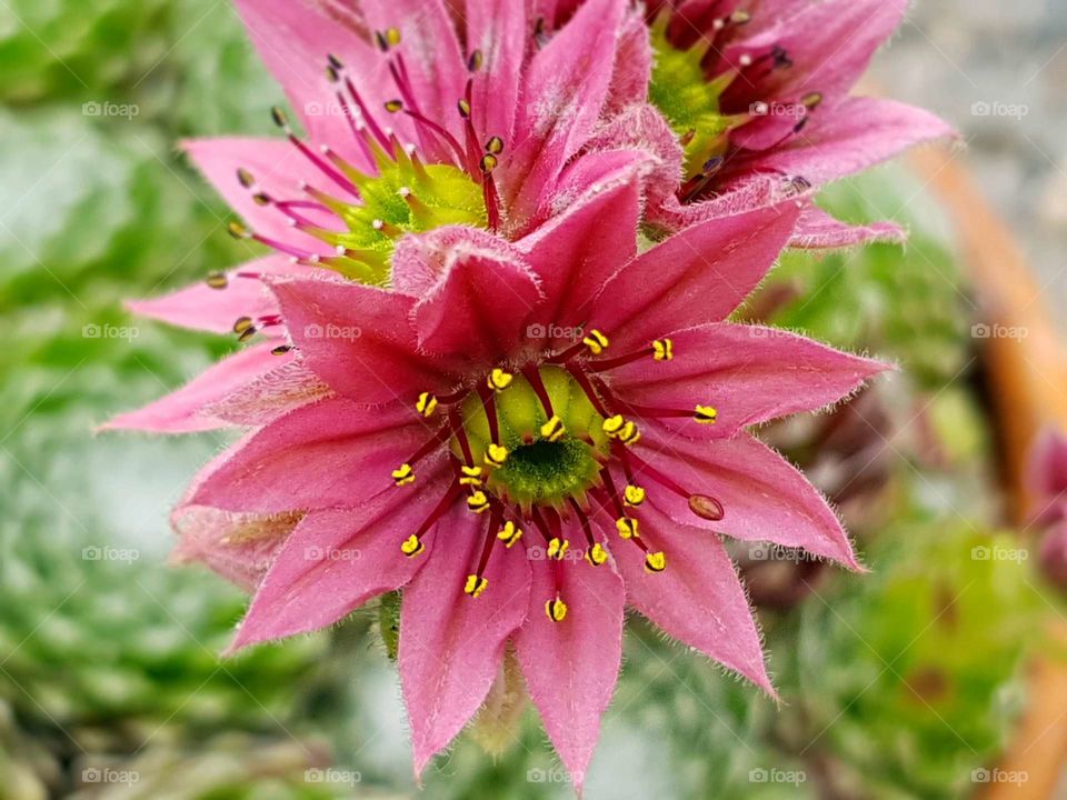 cactus pink flower.