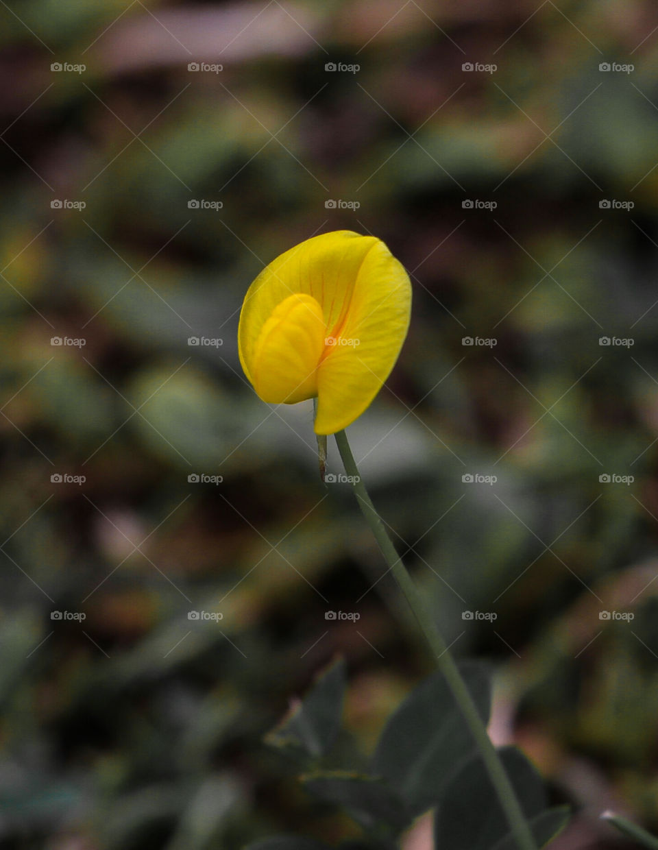 Yellow Flowera