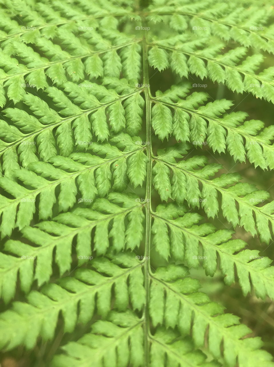 Green shapes of nature