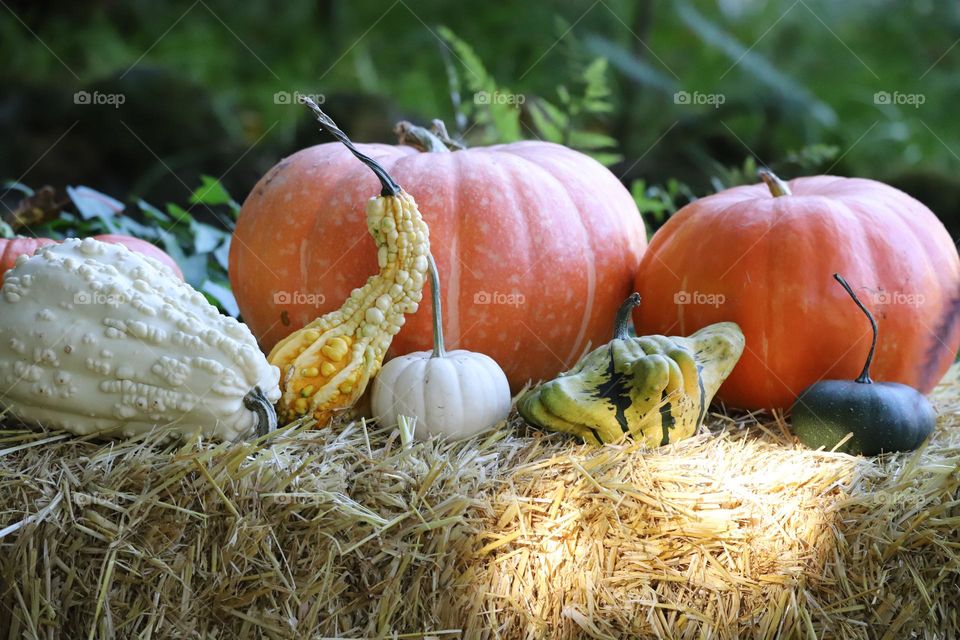 The harvest season 