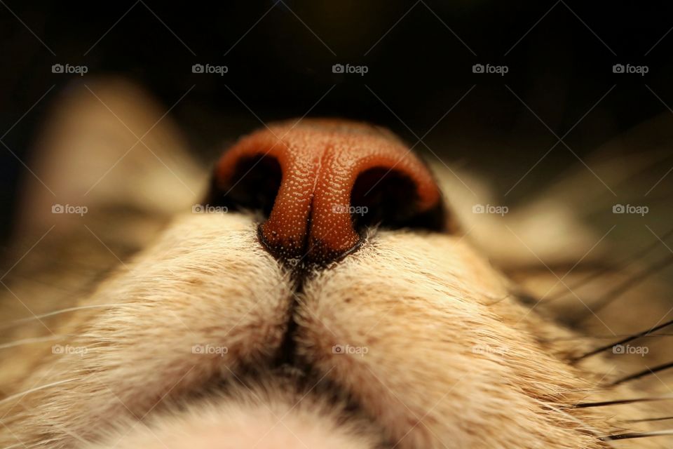 Cat's nose