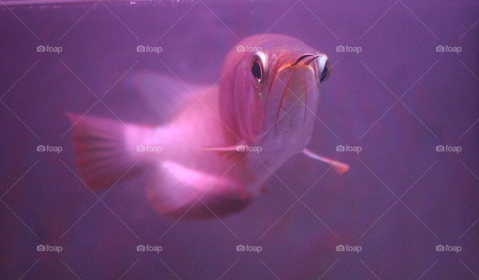 Arowana fish, this fish belongs to a type of predatory fish but many like and keep it as an ornamental fish because of the shape and color of its beautiful and charming scales.