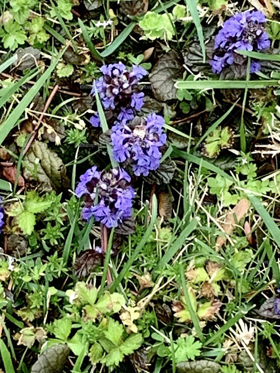 Something like bluebonnets 