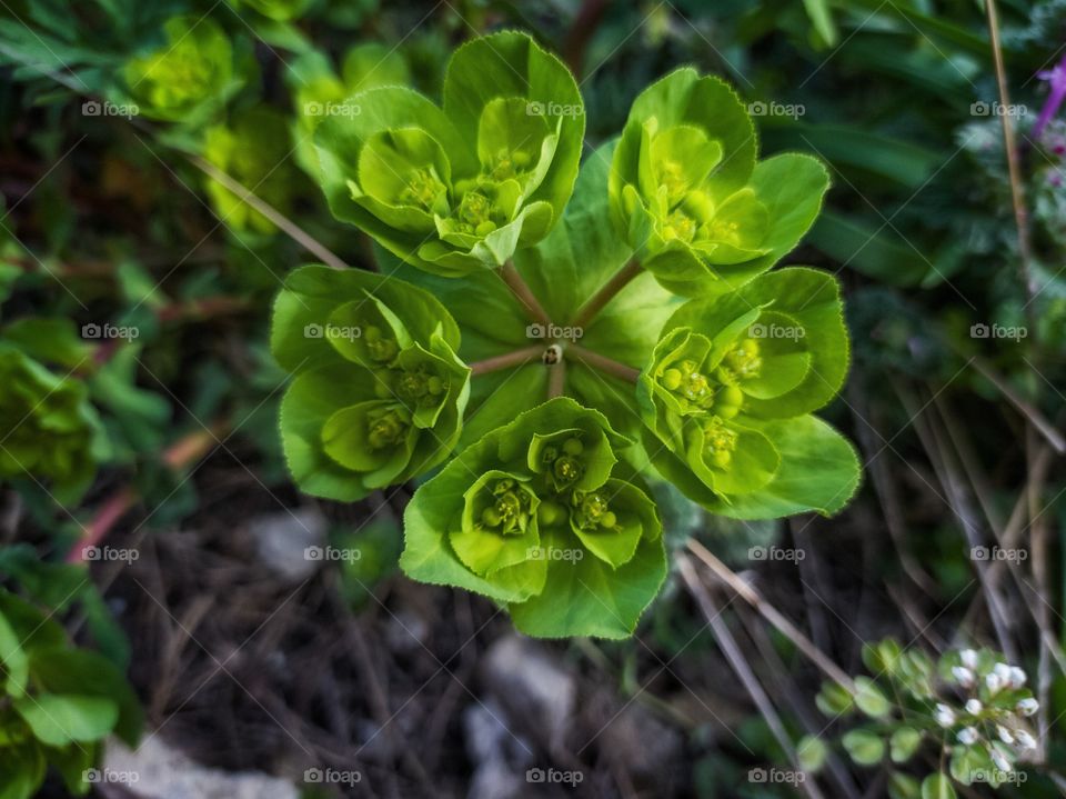 Euphorbia-solntseglyad-spring annual herbaceous plant.