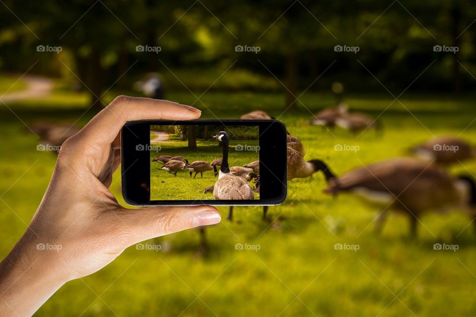 Ducks on smartphone