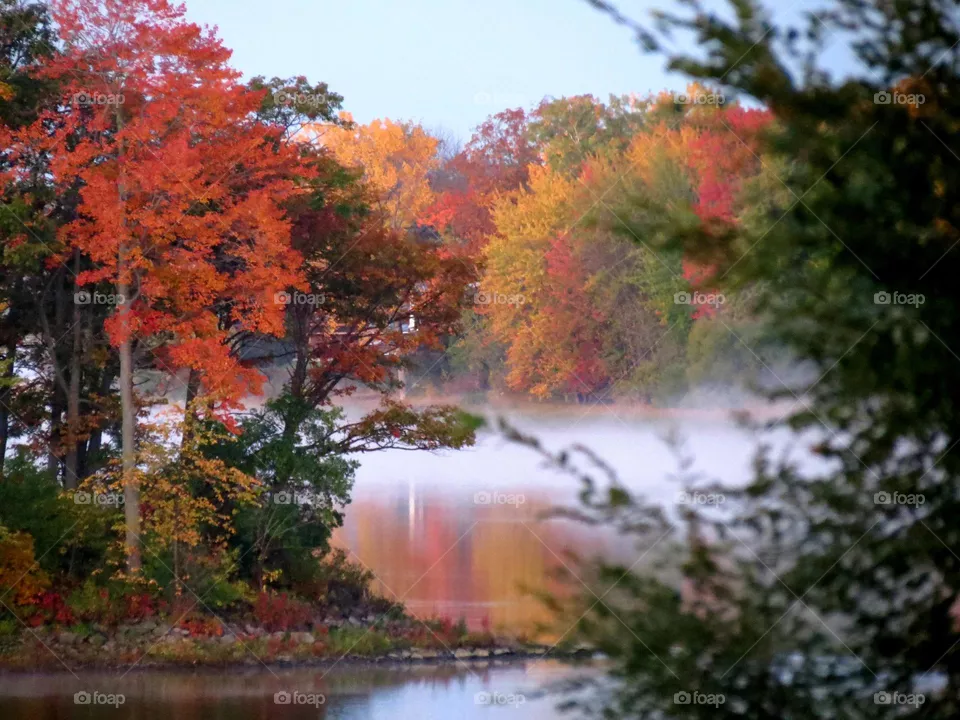 Misty morning