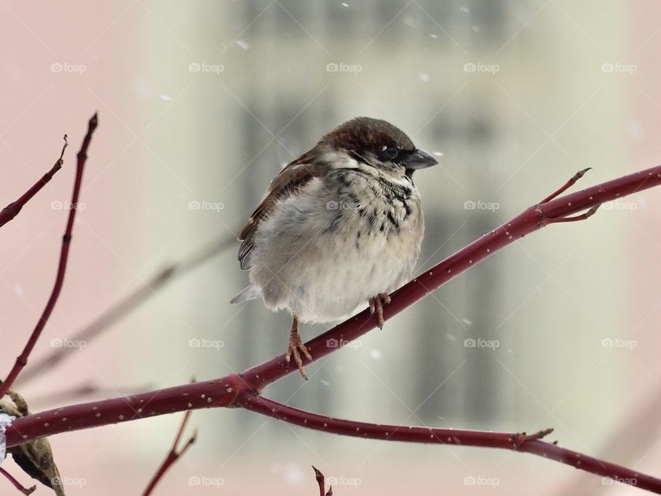 Sparrow in the snow
