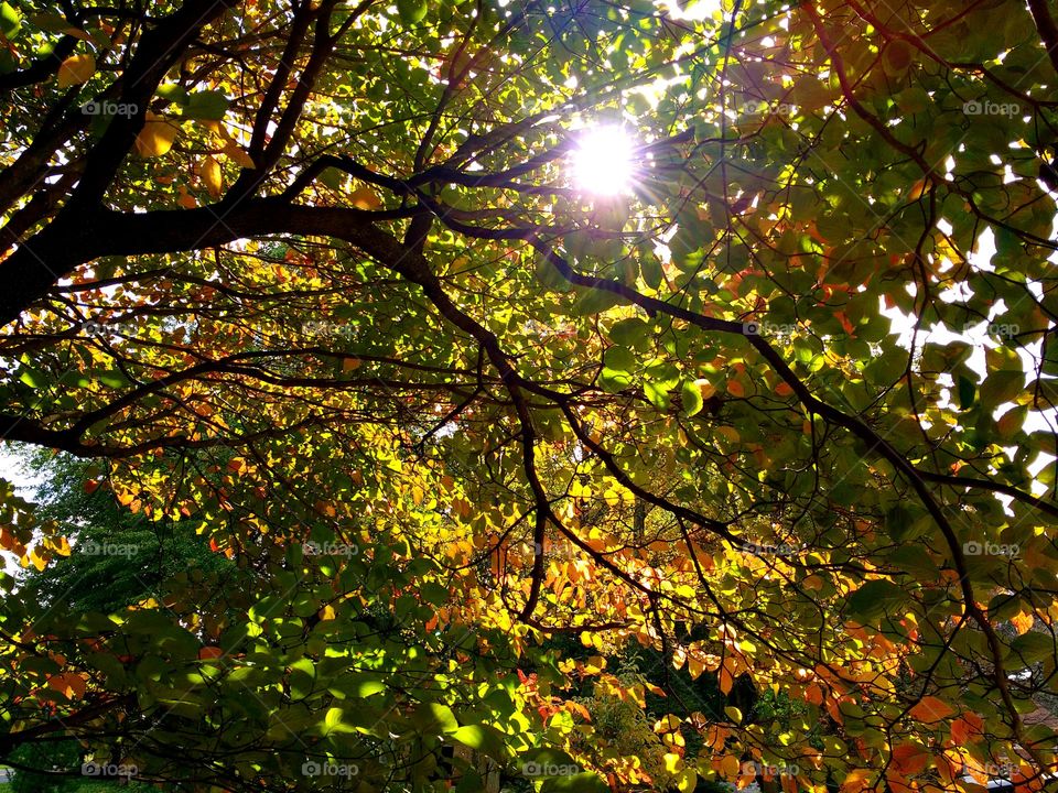 sun shining through autumn leaves
