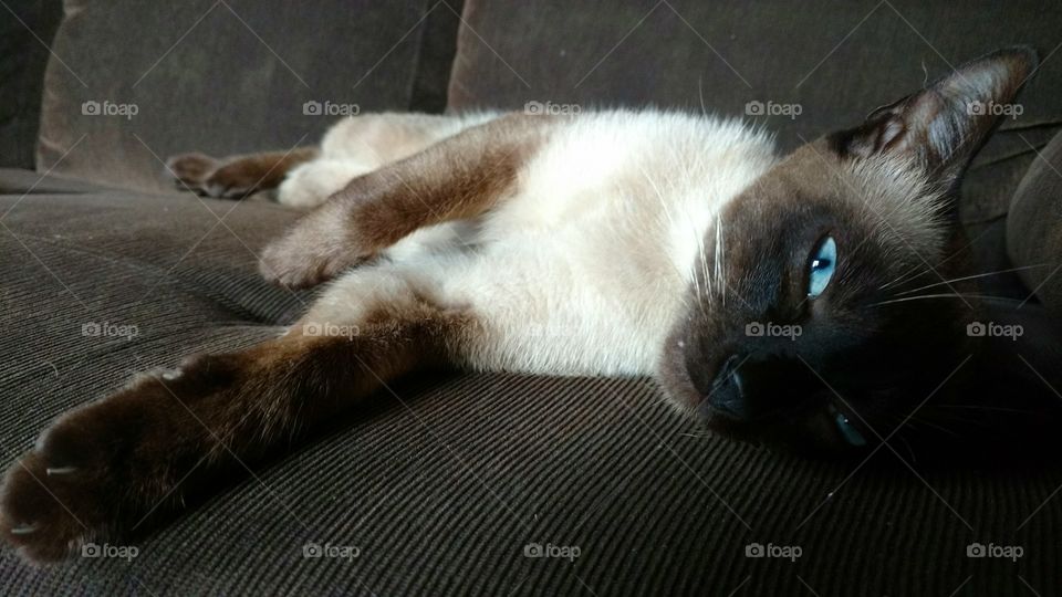 Gato com preguiça.