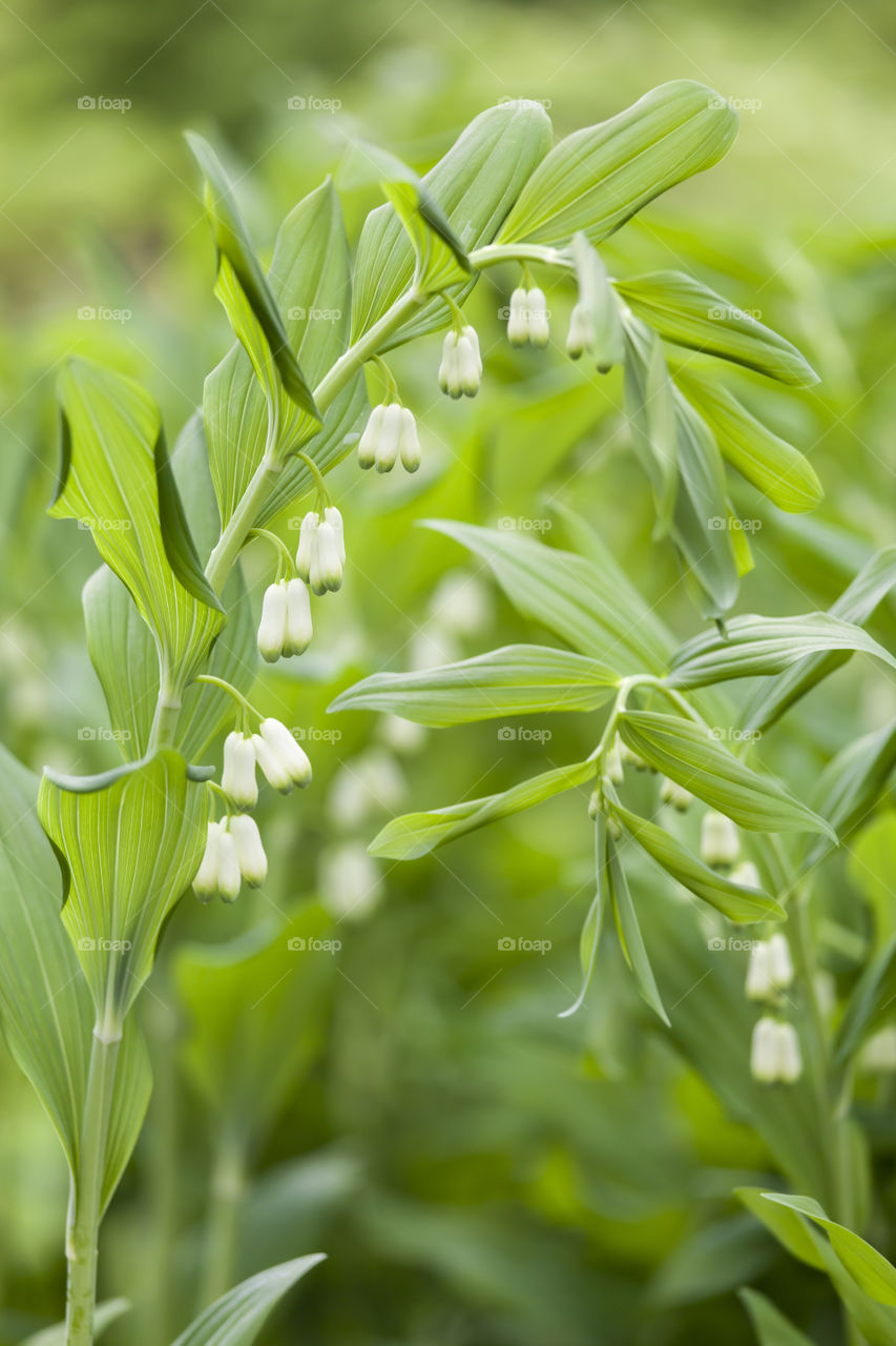 Tiny bells portrait. One of the first spring flowers.