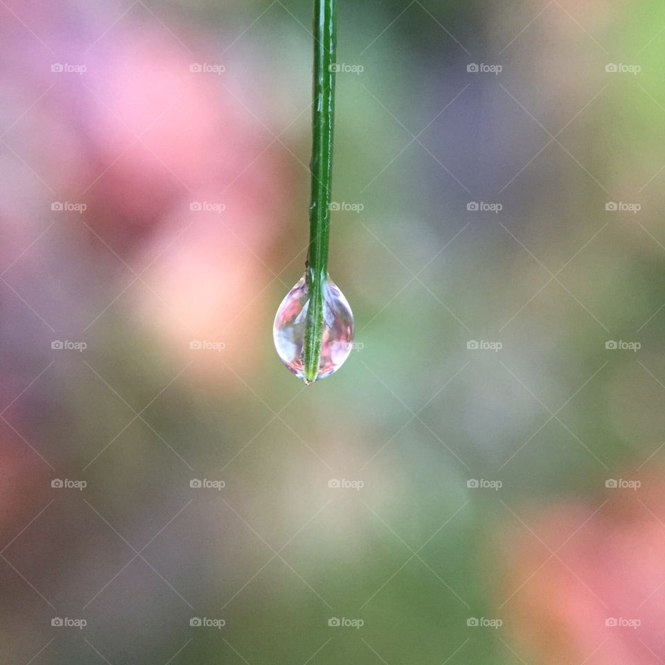 Water drop hanging from plant